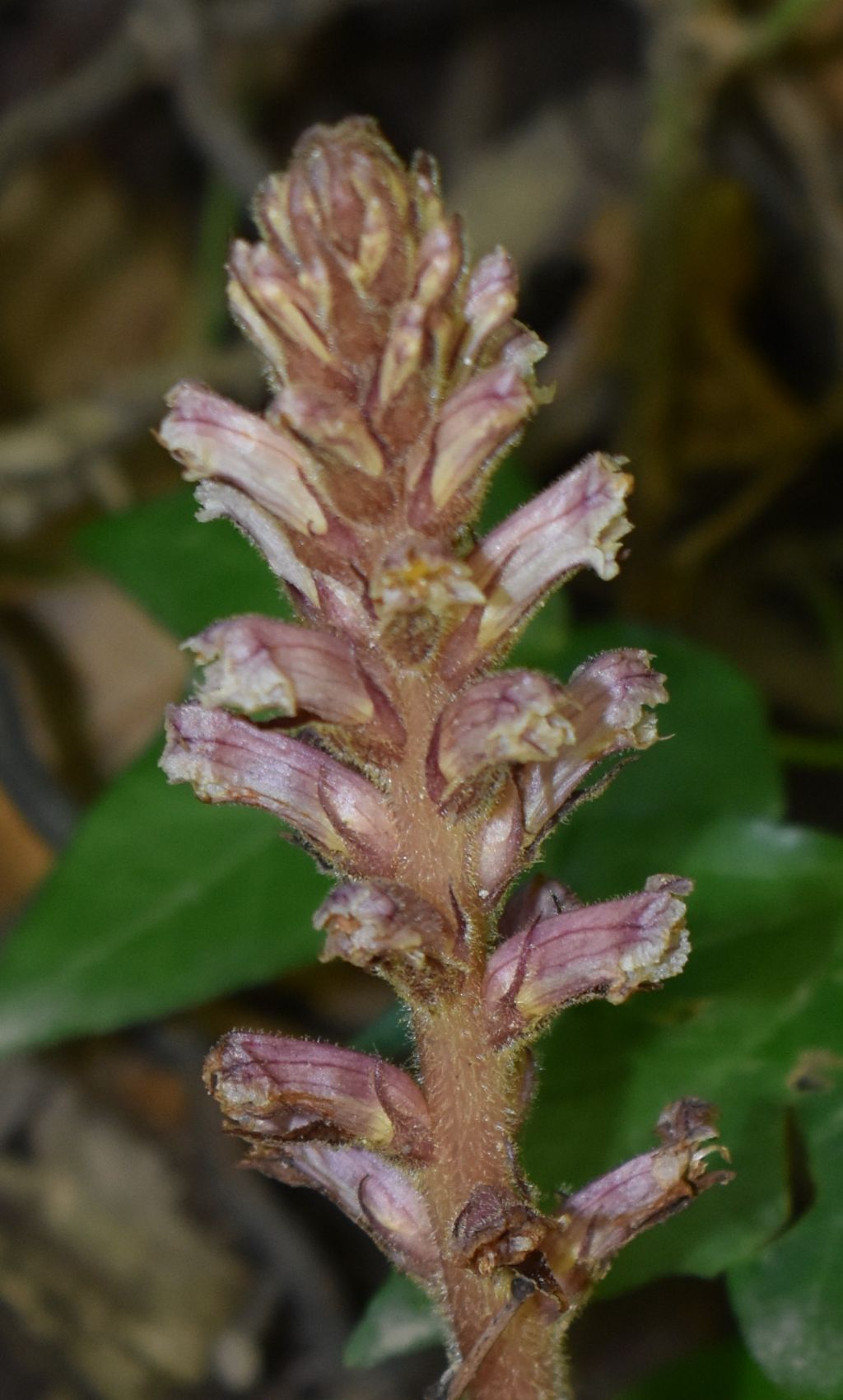 Orobanca:  Orobanche cfr. hederae